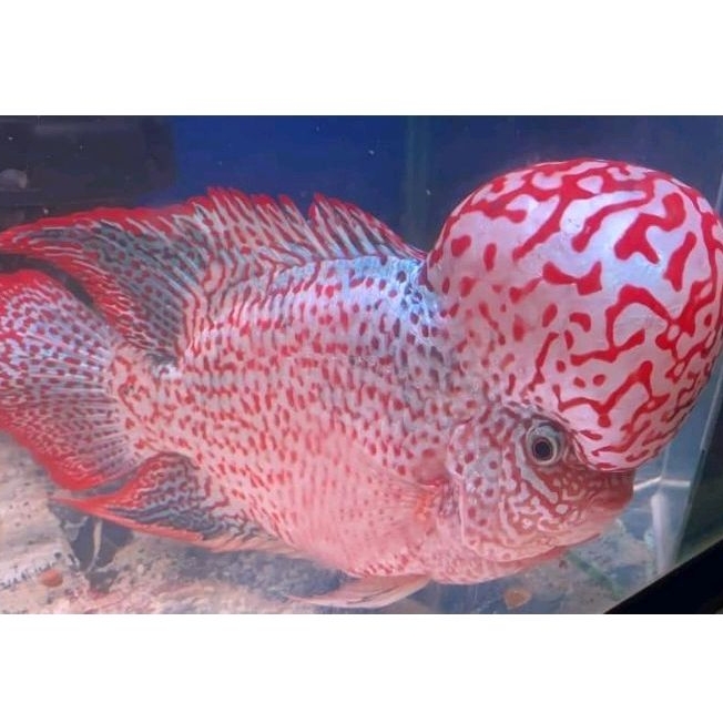 Burayak Louhan King Kamfa Gb VIP thailand Super