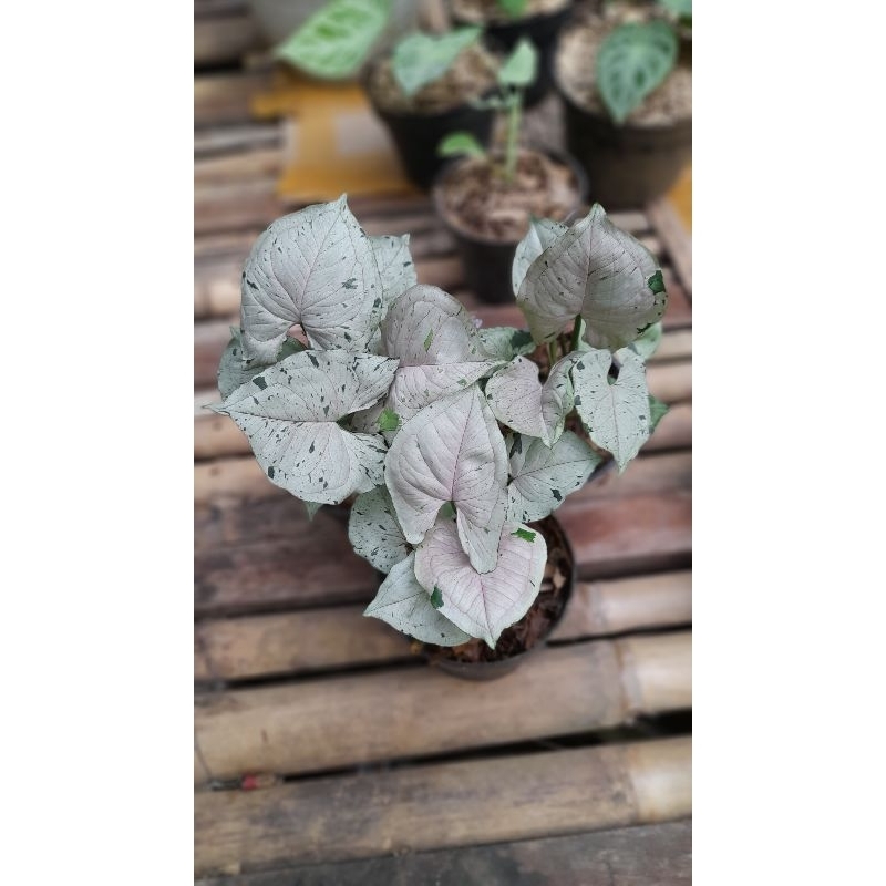 syngonium green splash