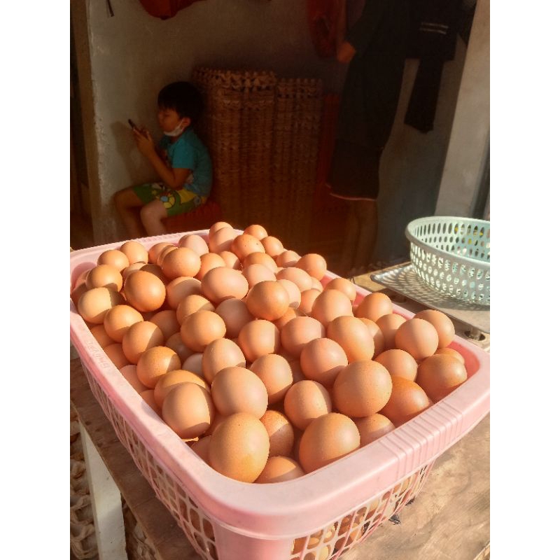 

Telur Ayam Negeri 1KG