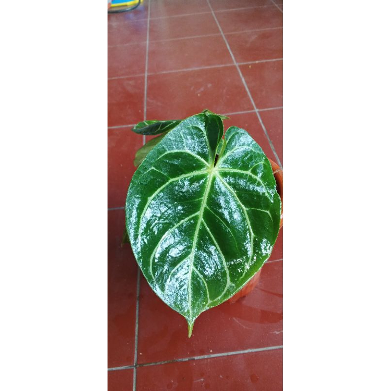 kuping gajah dressleri/desleri