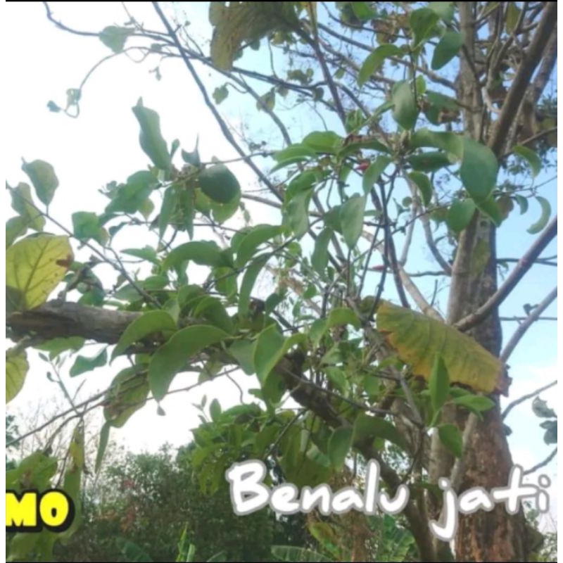 

100 GRAM DAUN BENALU JATI SEGAR HERBAL alami