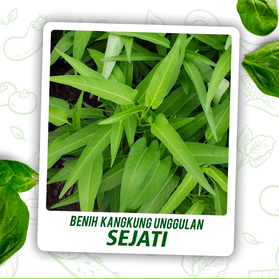 500 Biji - Benih Kangkung SEJATI Cap Bunga Matahari