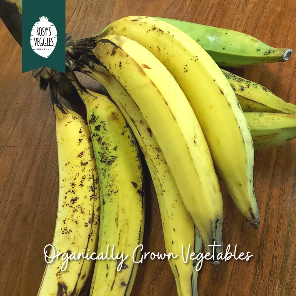 

Pisang Tanduk Organik | per kg