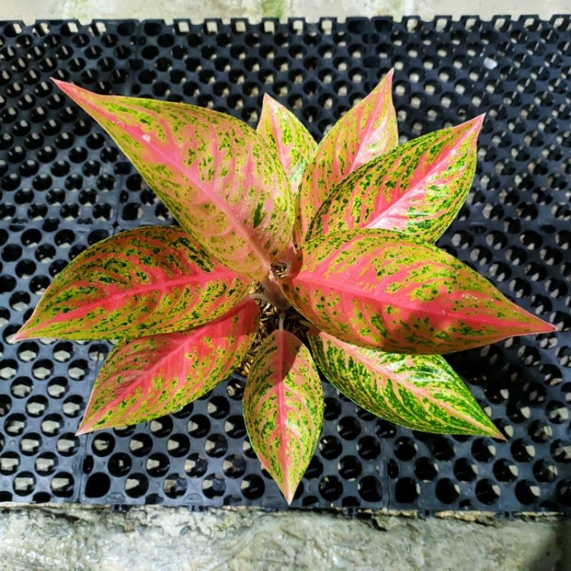 aglonema sexy pink dewasa