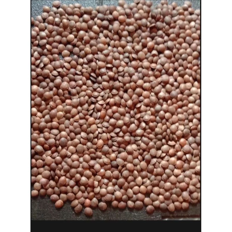 

kacang Sacha inchi 100 biji