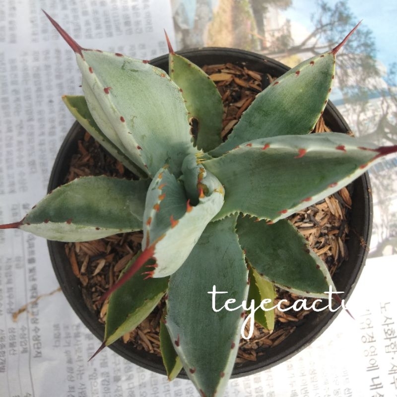 agave kubik | agave | kaktus murah