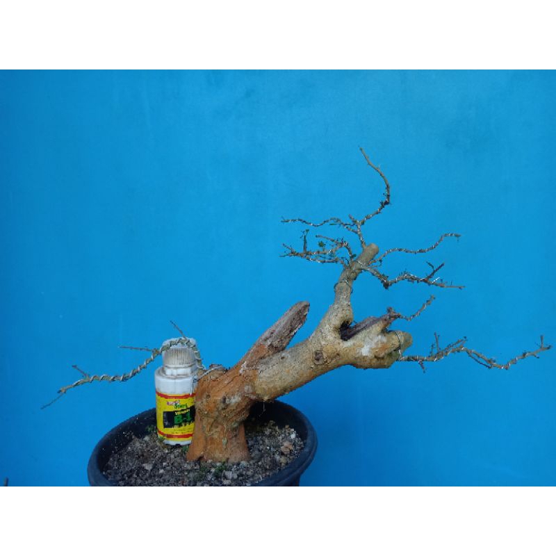 Bonsai Sisir Kaliage | Bonsai Sisir