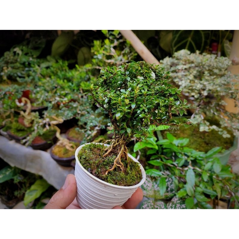 Adelonz Bonsai Shito - Bonsai Mame - Bonsai Seribu Bintang Super Micro Siap Pajang Realpict Karakter