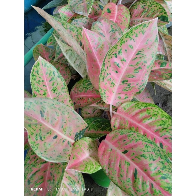 tanaman hias murah/bunga aglonema big roy/aglonema big roy