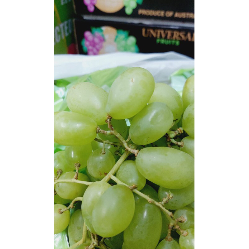 

Anggur Sugar Crisp Sweet Renyah 8 Kg / Box