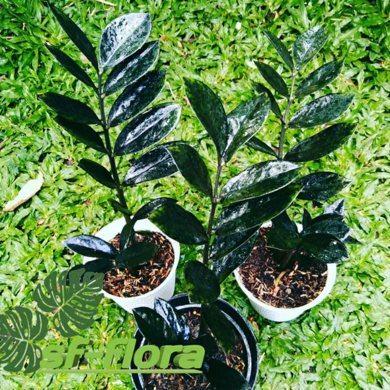 Zamia Raven Black- zamia black tanaman hias koleksian