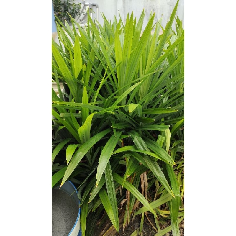 

pandan wangi per pack 12 lbr