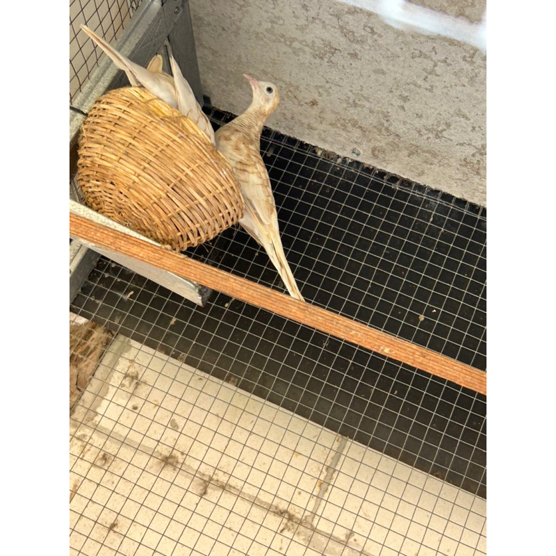 Perkutut Udan Mas Dewasa