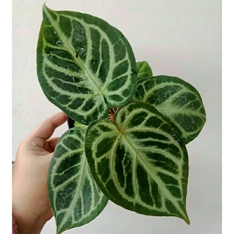 Anthurium dorayaki silver - kuping gajah dorayaki