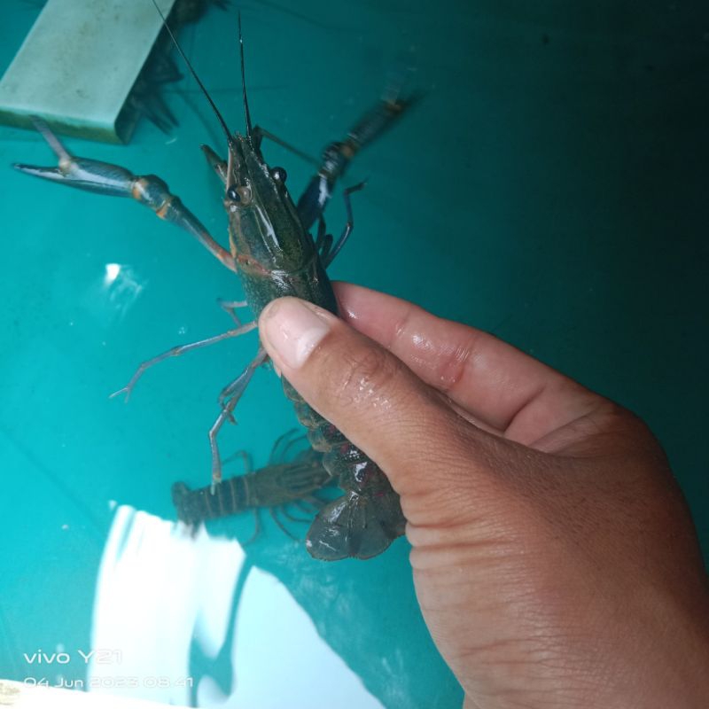 Indukan Lobster Air tawar