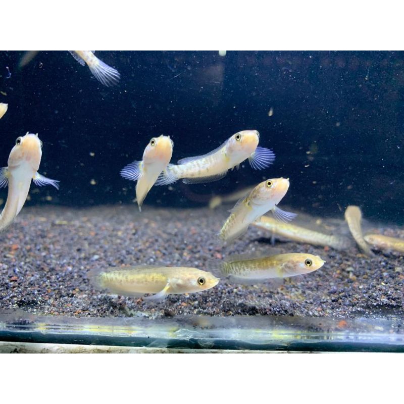 Limbata Golden Strip