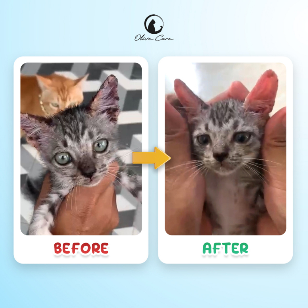 Olive Care Shampo Kucing KITTEN 2in1 SHAMPOO &amp; CONDITIONER untuk Atasi Jamur, Kutu, Bulu Rontok, Pelebat Bulu Anak Kucing