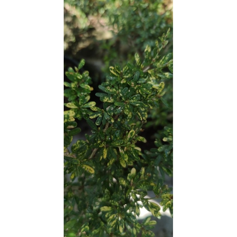 saeng simbur vietnam supermikro golden