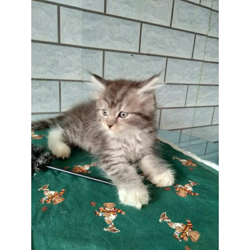 anak kucing anggora jantan/kitten Persia jantan