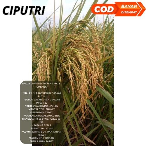 Benih Padi Unggul Ciputri 5kg / Bibit Padi Ciputri Berkualitas Kemasan 5kg