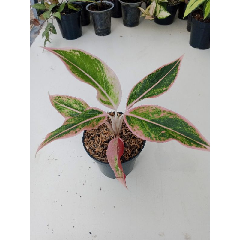 aglonema lipstik puding