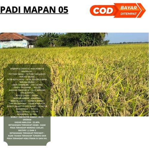 Benih Bibit Padi Mapan 05 1kg Berkualitas