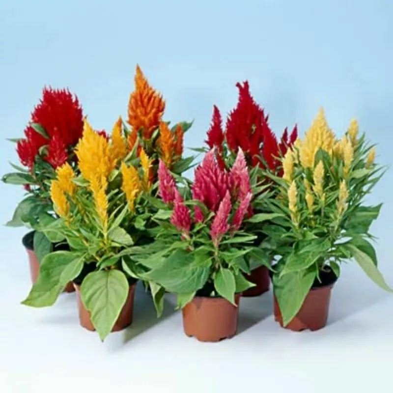 5biji bibit/benih bunga celosia mix
