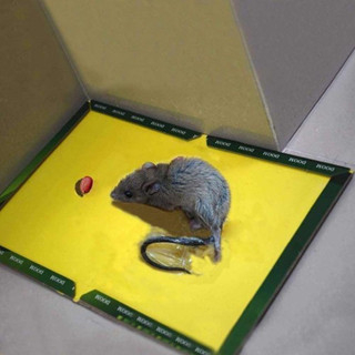 LEM TIKUS PAPAN CAP GAJAH IMPORT dan LEM TIKUS PAPAN HIJAU GLUE BOARD MOUSE RAT