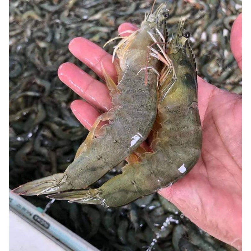 

Udang vaname 30-40 1kg