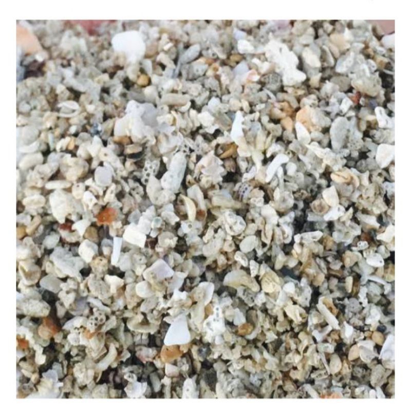 Pasir putih Kasar Alami Pasir Murni laut/1 kg