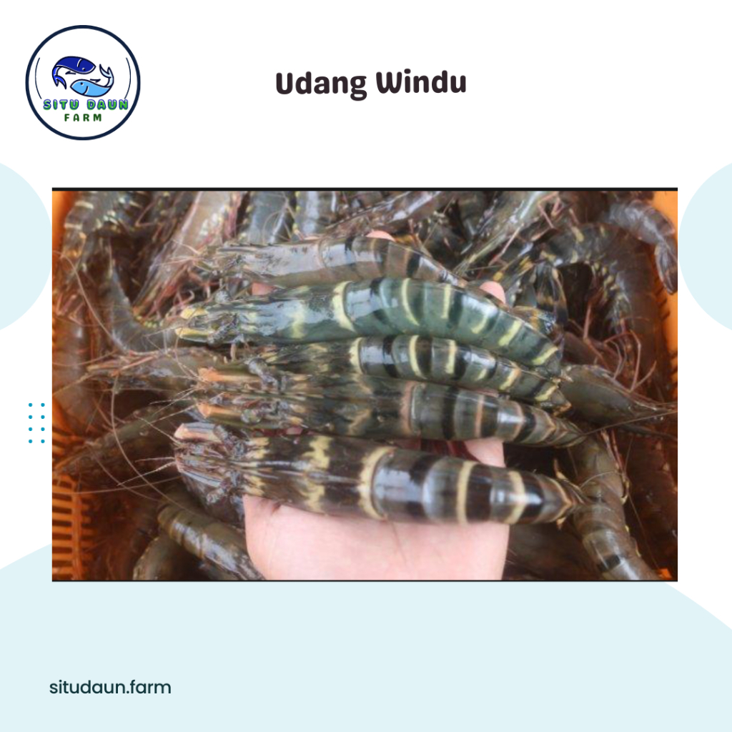 

Kepiting Bakau 1 Kg Murah