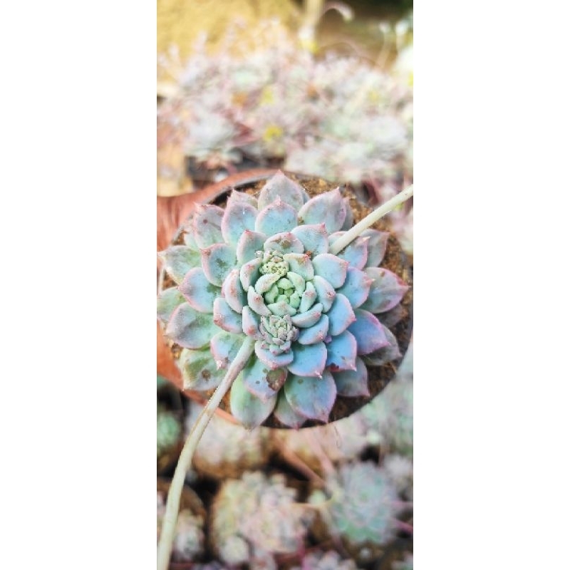 Sukulen echeveria prolifica