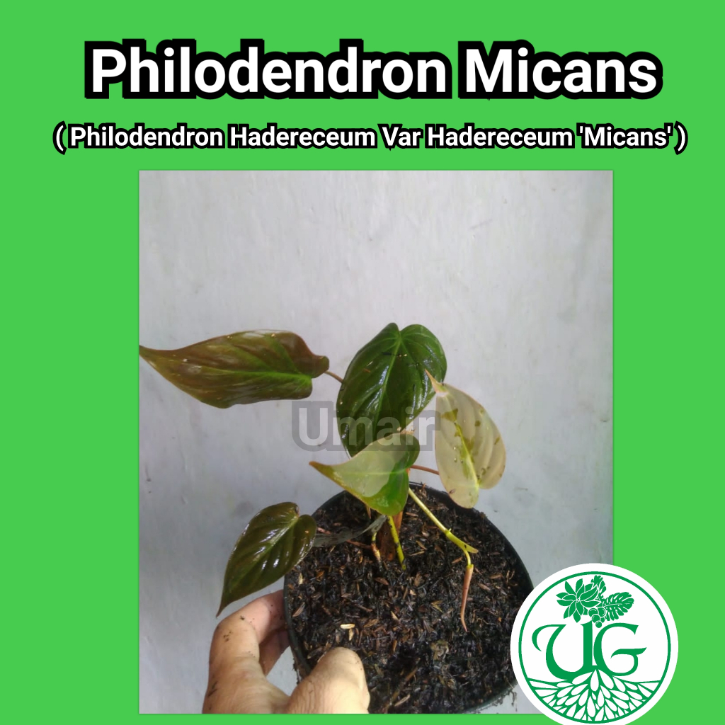 Philodendron Micans ( Philodendron hederaceum var. hederaceum 'Micans' / Philodendron scandens)
