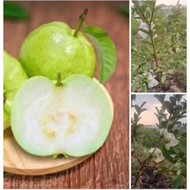 

JAMBU KRISTAL TANPA BIJI DARI BOJONEGORO FRESH 4900