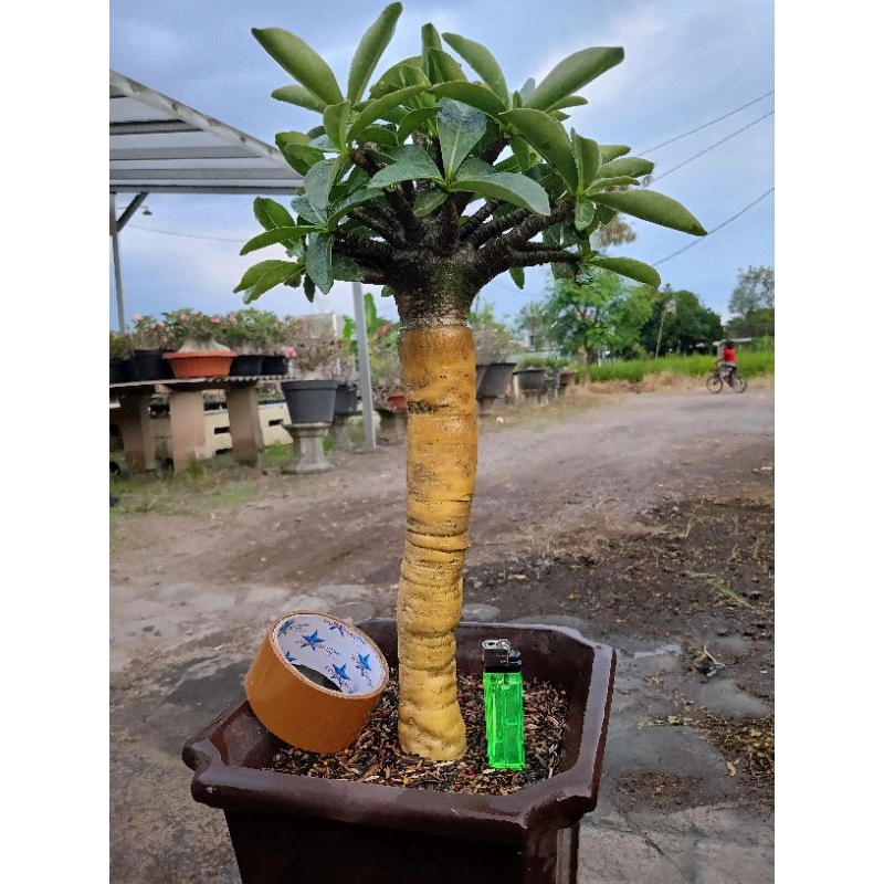 Adenium KHZ akar emas