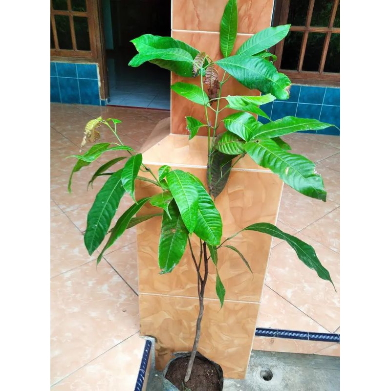 bibit gandaria tanaman buah gandaria