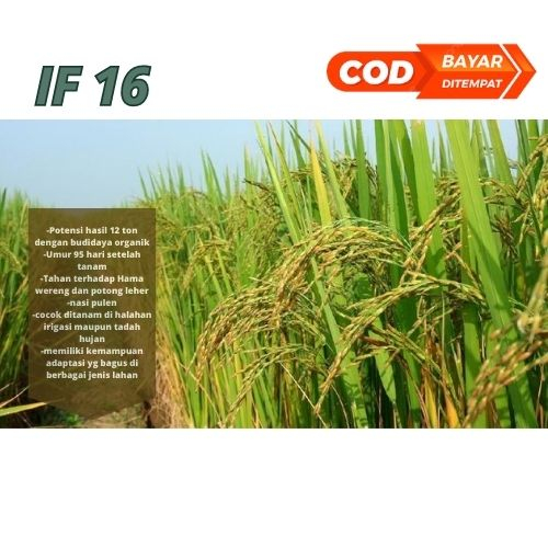 Benih Bibit Padi IF 16 Kemasan 1 Kg Unggul