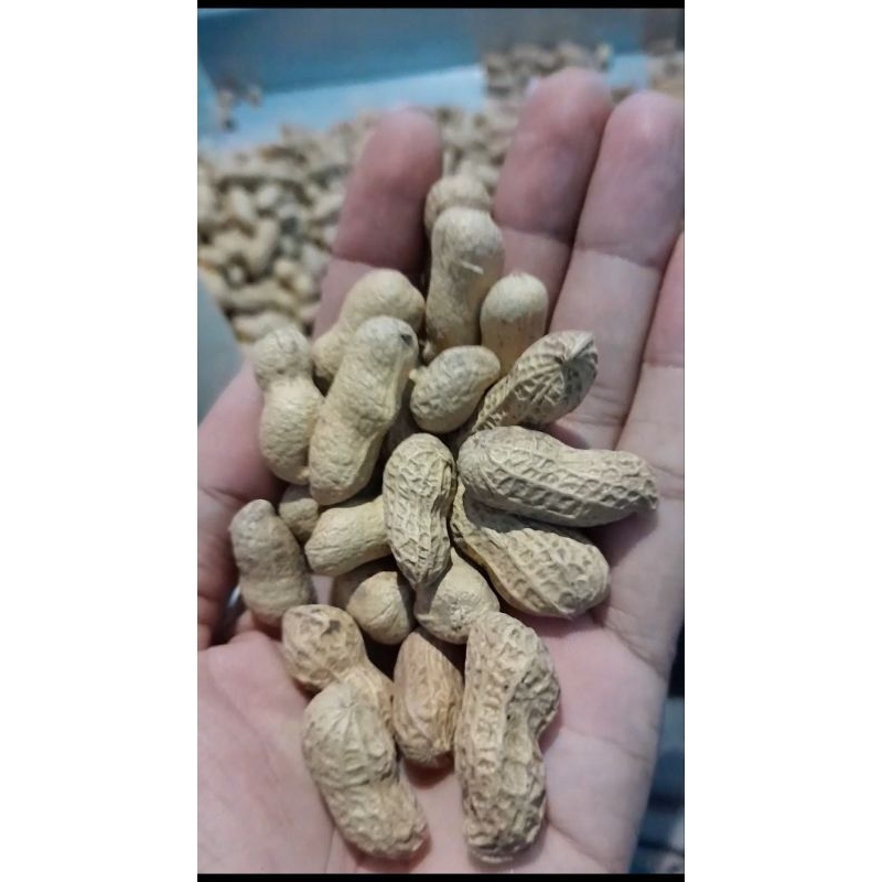 

KACANG KULIT SANGRAI 1 kg / RASA ASLI KACANG