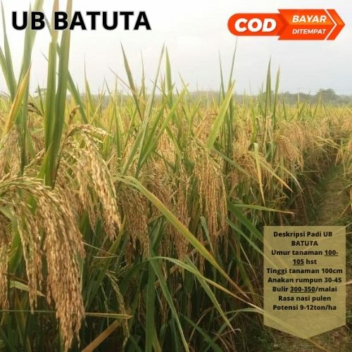 Benih Bibit Padi UB2 Batuta Asli Aceh 1kg Unggul