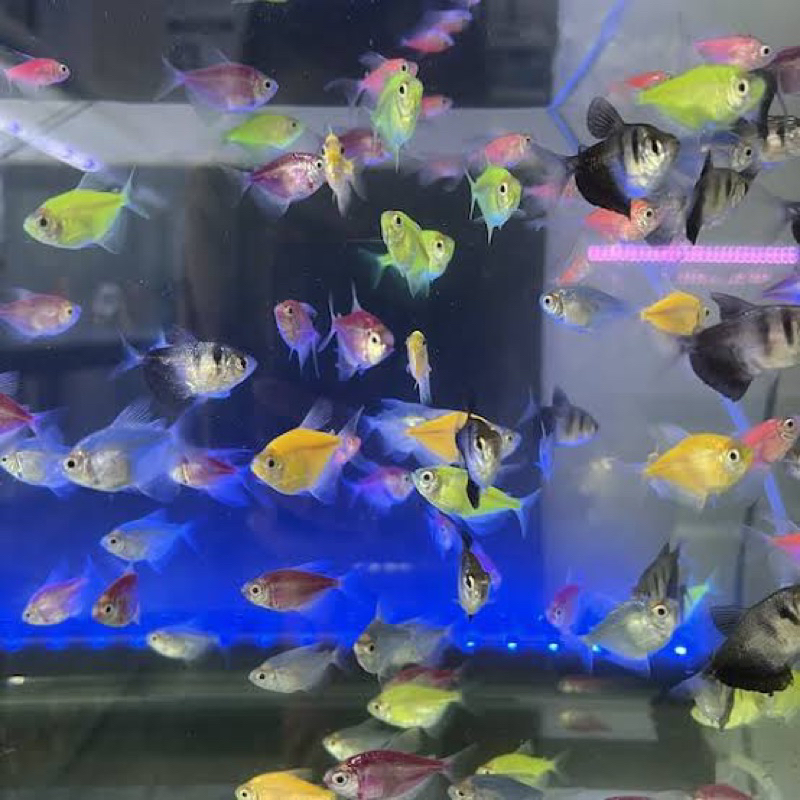 Glowfish Tetra dan Tiger Mix isi 15 pcs hiasan aquarium