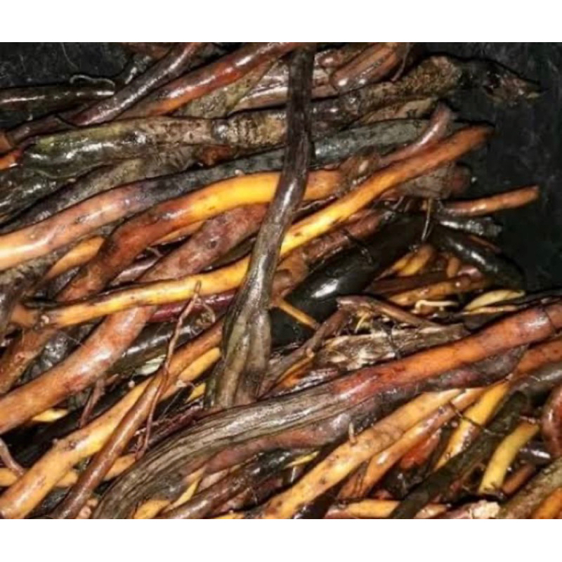 

Akar aren segar akar pohon aren segar 1 kg