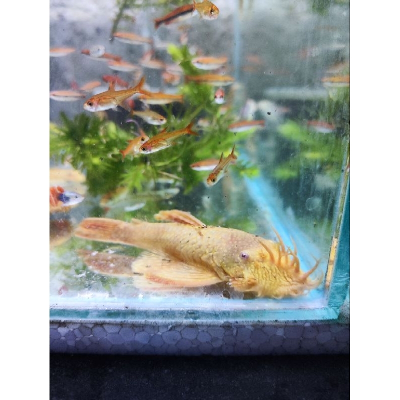 Pleco L144 Brushmouth Albino 10-12 cm