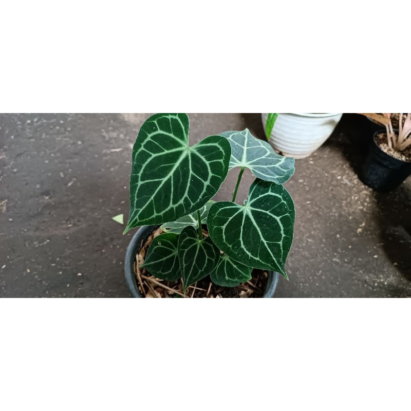 Anthurium clarinervium
