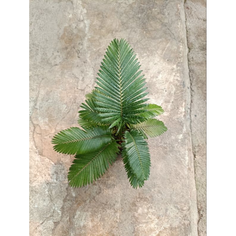 Tanaman hias palem paris/palem rottan mini