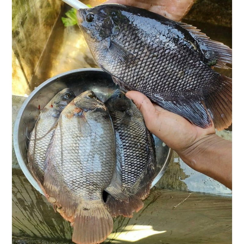 

ikan gurame konsumsi segar 1kg