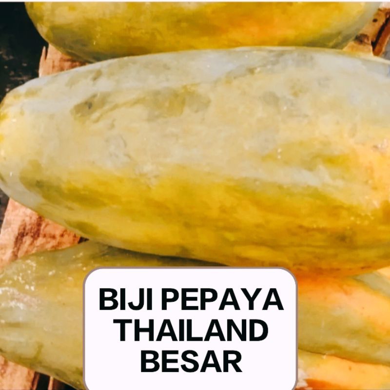 36 BIJI PEPAYA BANGKOK SUPER/PEPAYA THAILAND