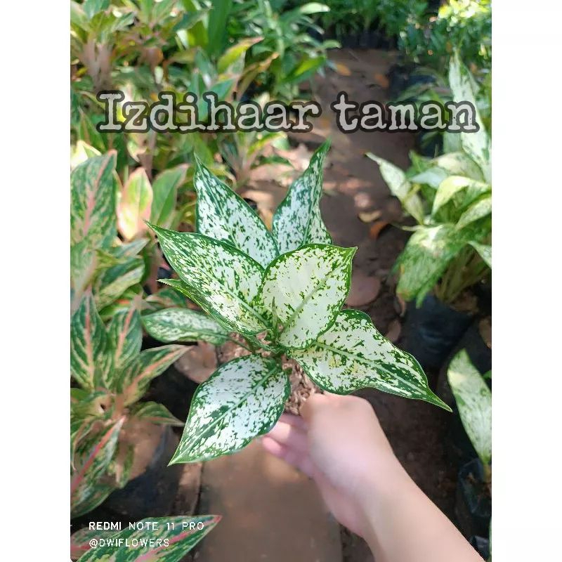 ( BISA COD ) Tanaman hias aglonema snow white bunga hias aglonema snow white