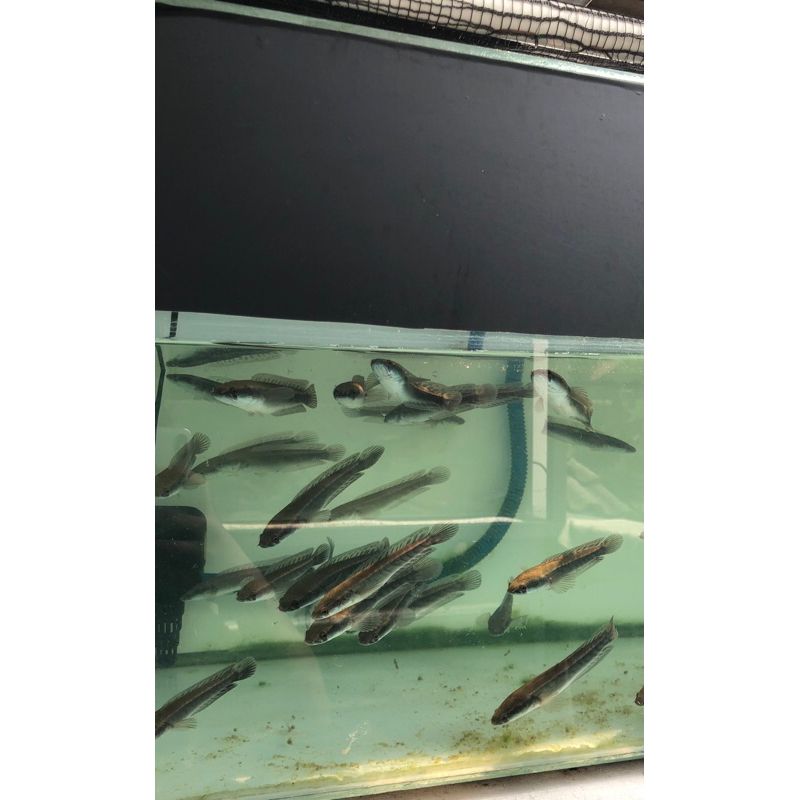 yellow sentarum 10-12cm