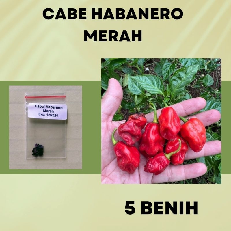 5 benih cabai hias