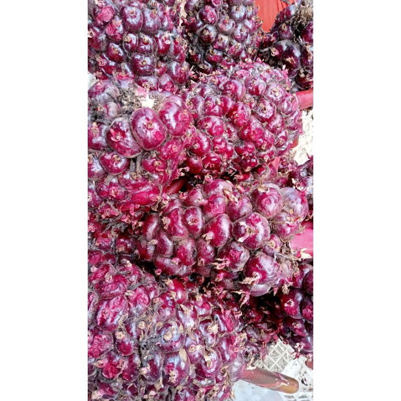 

1kg buah kecombrang wulung atau merah segar